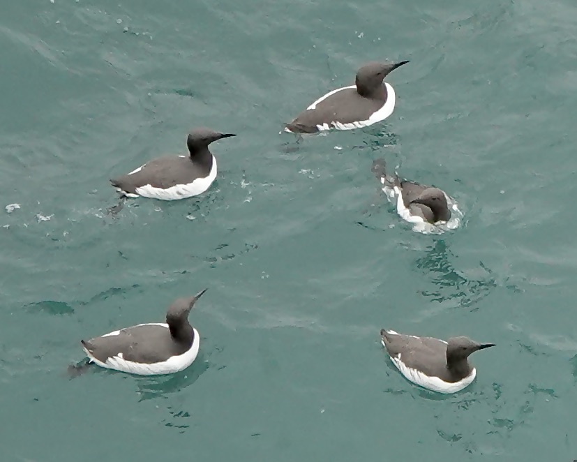 guillemot